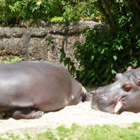 Narresume-Ausflug Basler Zoo